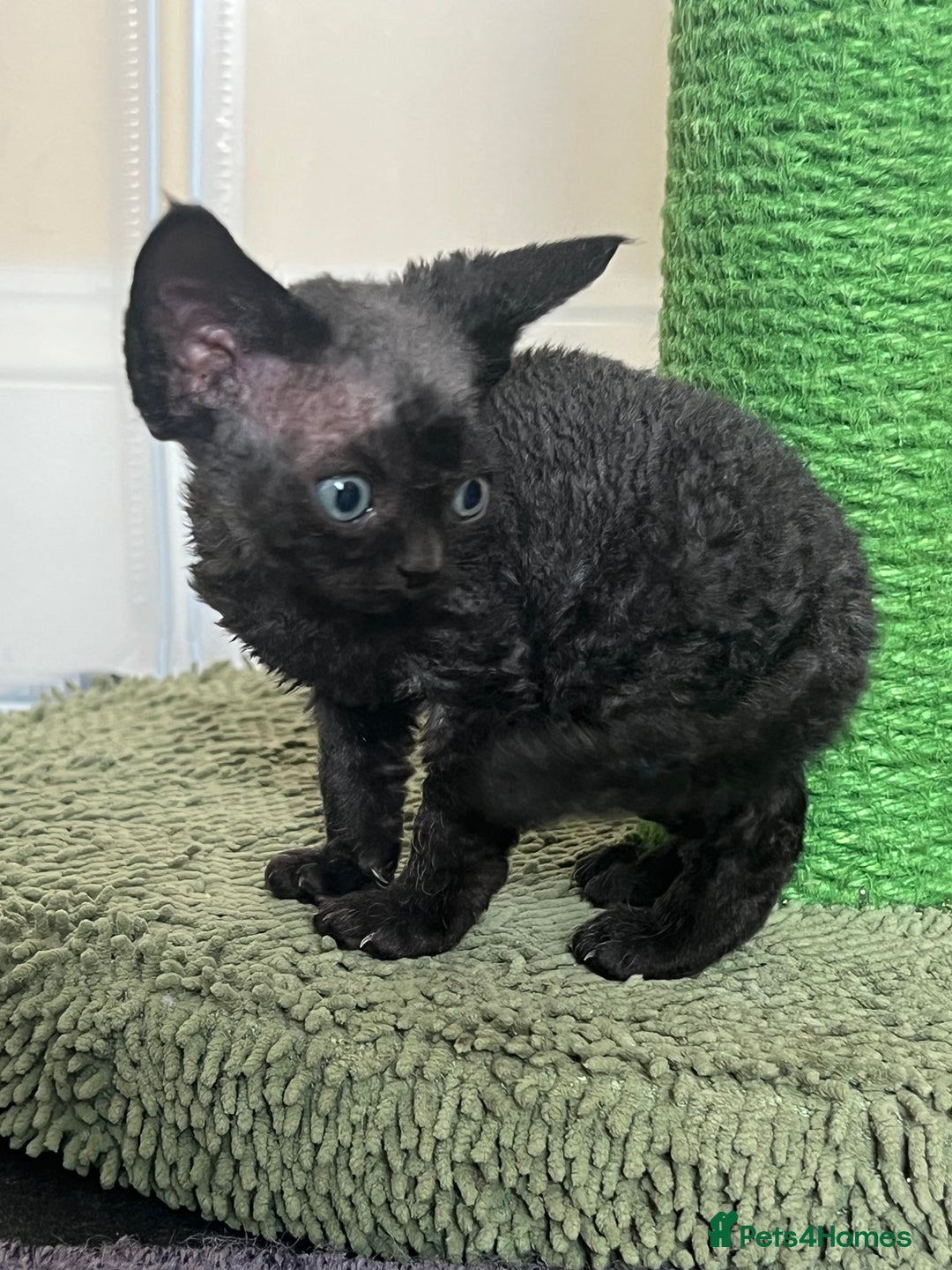 Devon Rex cats for sale: Affectionate Devon Rex Boy available  in Ramsgate - Image 12