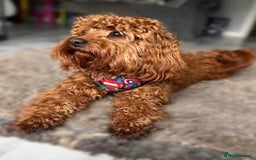 Cavapoo dogs for sale: Cavapoo - Image 3