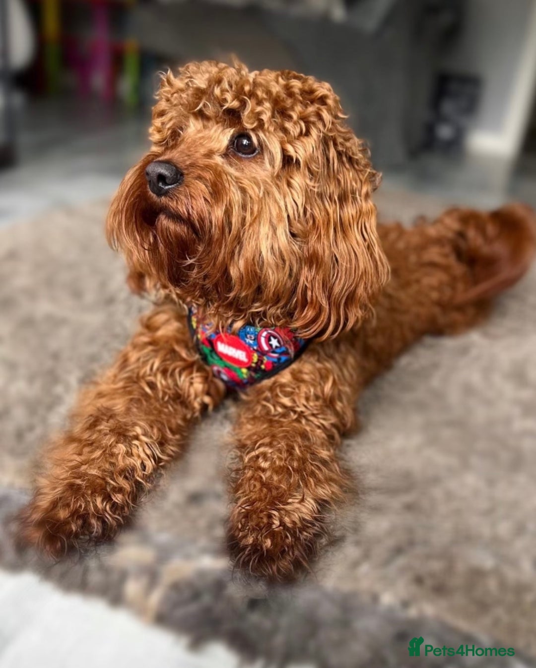 Cavapoo dogs for sale: Cavapoo - Image 3