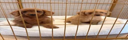 Labradoodle dogs for sale: LICENSED BREEDER HEALTH TESTED MINI LABRADOODLES - Advert 9