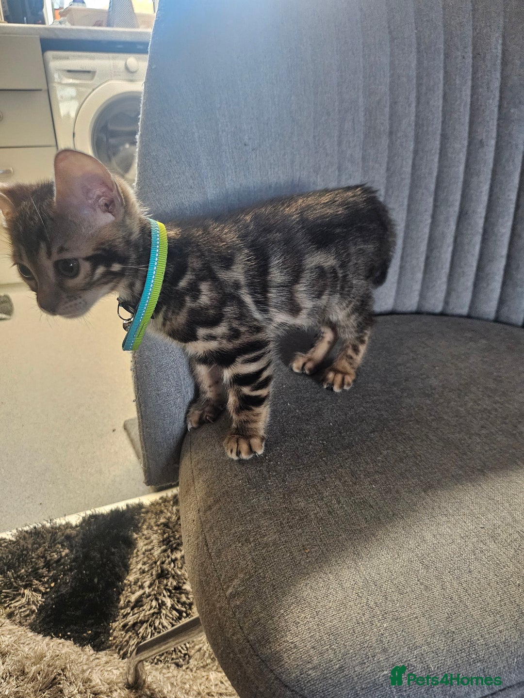 Bengal cats for sale: Active Tica Registered Bengal kittens  - Advert 4