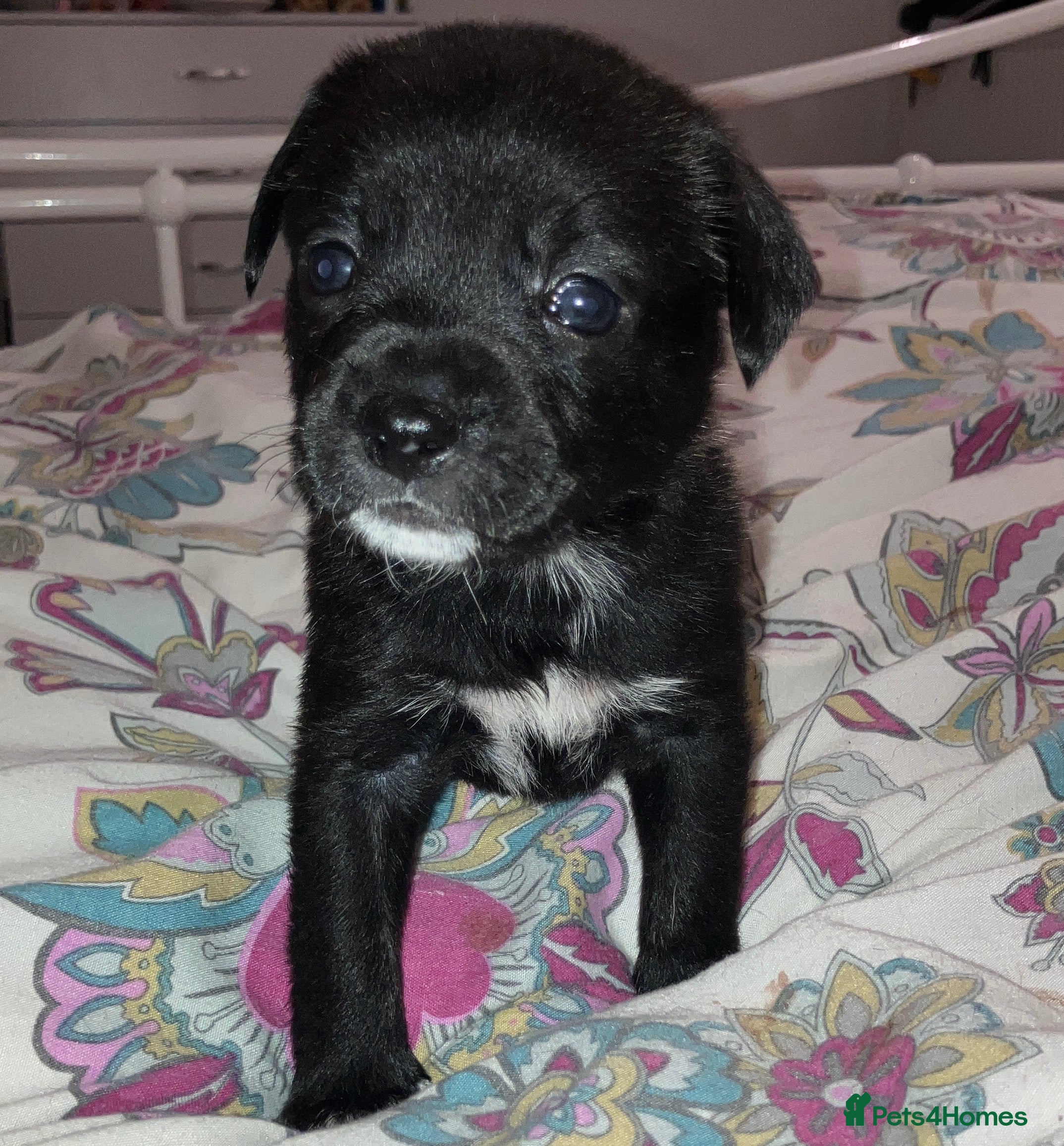 Mixed Breed dogs Beautiful French Bulldog x Pomchi Pups - Advert 6