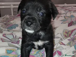 Mixed Breed dogs **Ready in 2 weeks** French Bulldog x Pomchi Pups - Advert 4