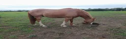 British Warmblood horses for sale: Warmblood X - Advert 2
