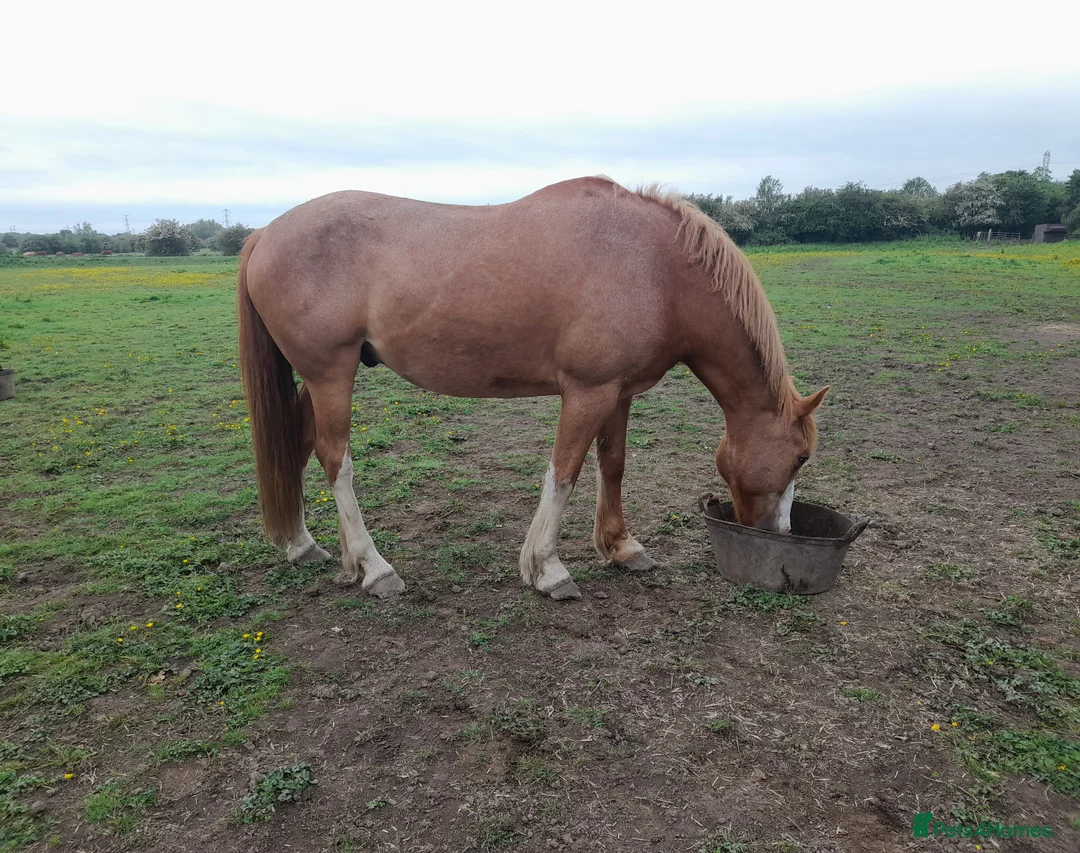 British Warmblood horses for sale: Warmblood X - Advert 2