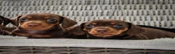 Miniature Dachshund dogs for sale: KC HEALTH TESTED MINIATURE DACHSHUNDS- LICENSED  - Advert 15