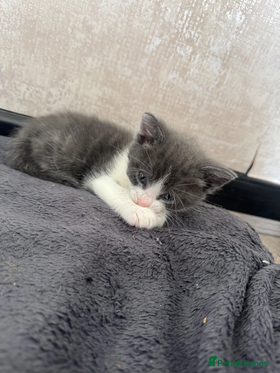 Mixed Breed cats for sale: 🐾 Grey & White Kitten in Heckmondwike - Advert 5