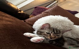 Mixed Breed cats for sale: Brown Tabby x Ragdoll Kitten - Image 2