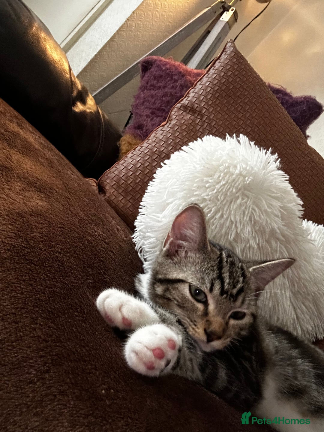Mixed Breed cats for sale: Brown Tabby x Ragdoll Kitten - Image 2