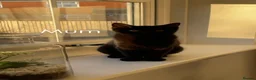 British Shorthair cats for sale: 3 beautiful medium tuxedo kittens - Advert 2