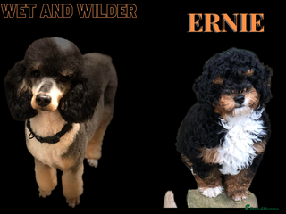 Toy Poodle dogs in Northallerton - Advert 4