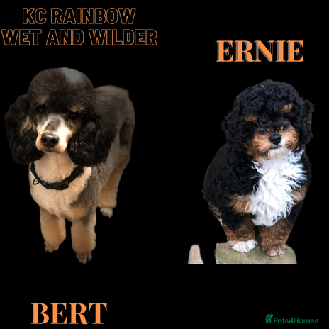 Toy Poodle dogs Tri Coloured Toy and Miniature studs in Northallerton - Advert 1