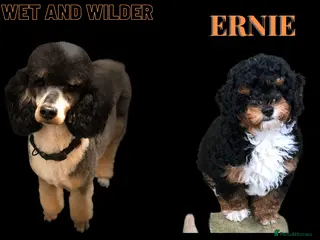 Toy Poodle dogs Tri Coloured Toy and Miniature studs in Northallerton - Advert 1