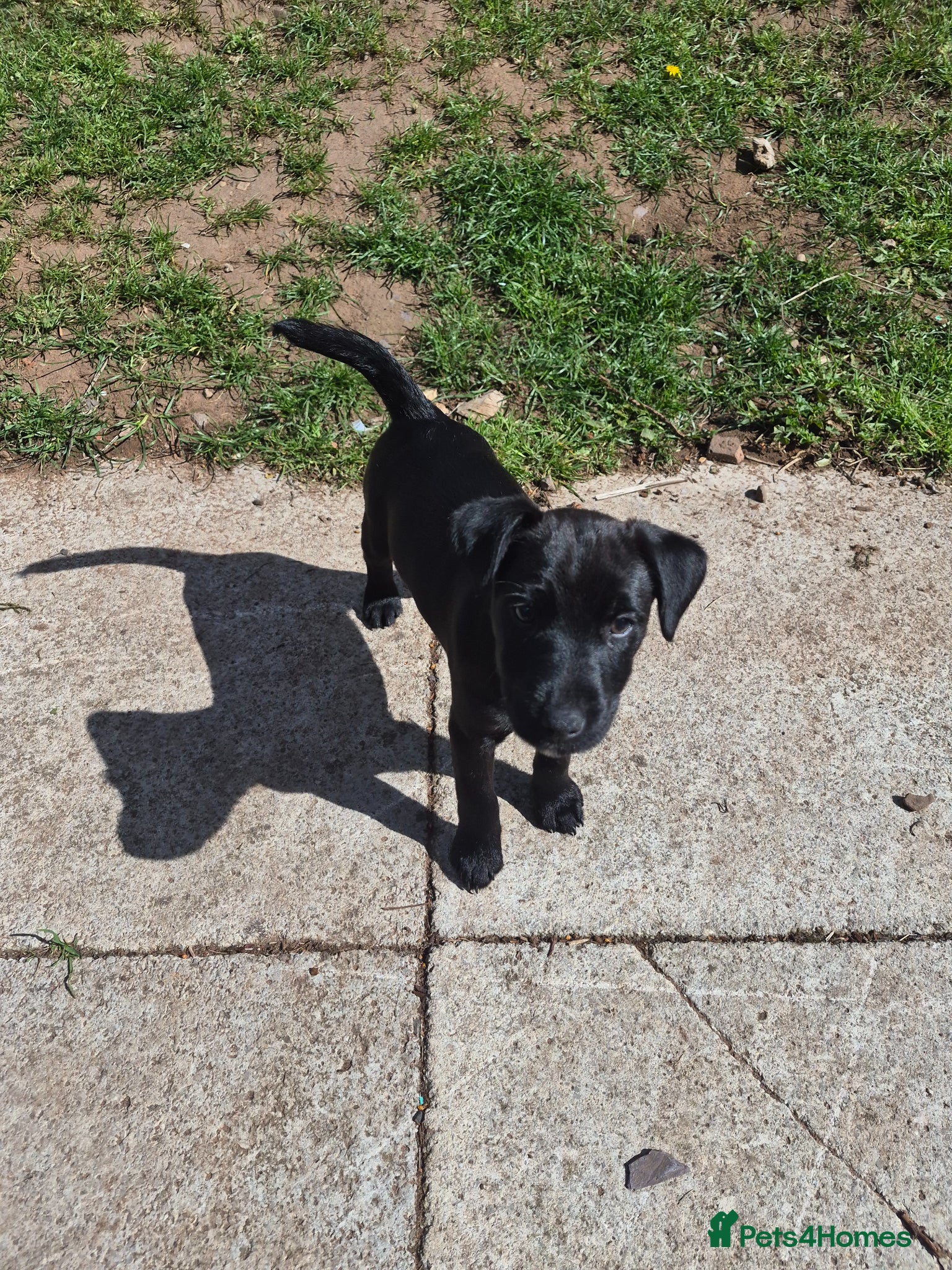 Mixed Breed dogs 5 Lakeland Terriers X for sale  - Advert 7