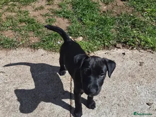 Mixed Breed dogs 5 Lakeland Terriers X for sale - Advert 7