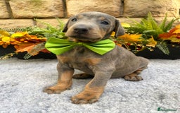 Dobermann dogs for sale: DOBERMAN PUPPIES (BOTH KC HEALTH TESTED PARENTS) - Image 38