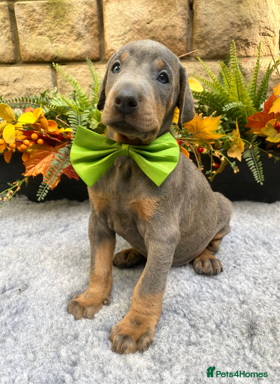 Dobermann dogs for sale: DOBERMAN PUPPIES (BOTH KC HEALTH TESTED PARENTS) - Image 38