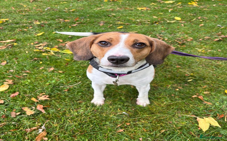 Beagle dogs - Advert 1