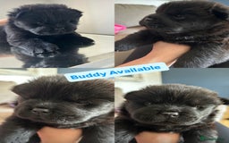 Chow Chow dogs for sale: Beautiful Chow Chow puppies  - Image 6