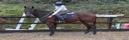 Irish Thoroughbred horses for sale: Smartie  - fun loving allrounder type  - Advert 3