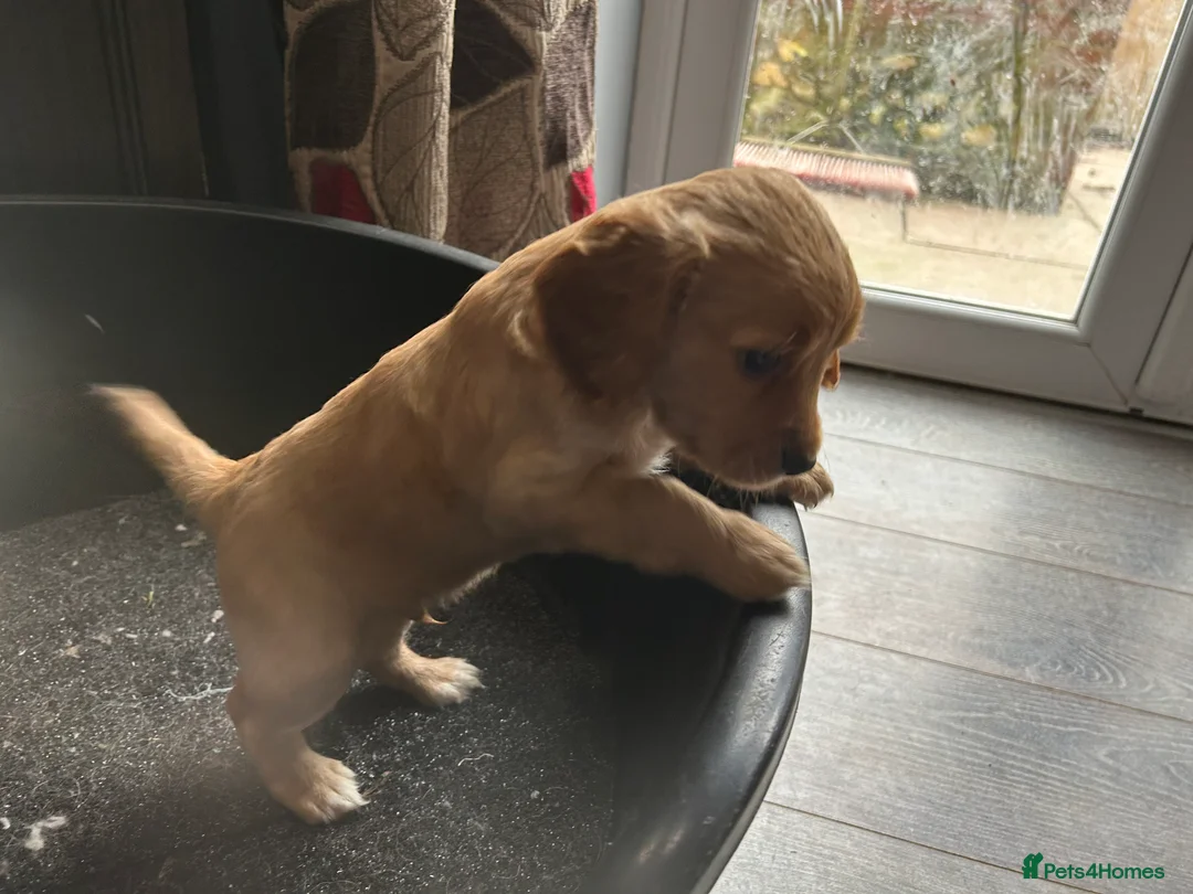 Cockapoo dogs for sale: Cockapoo puppy red male - Advert 17