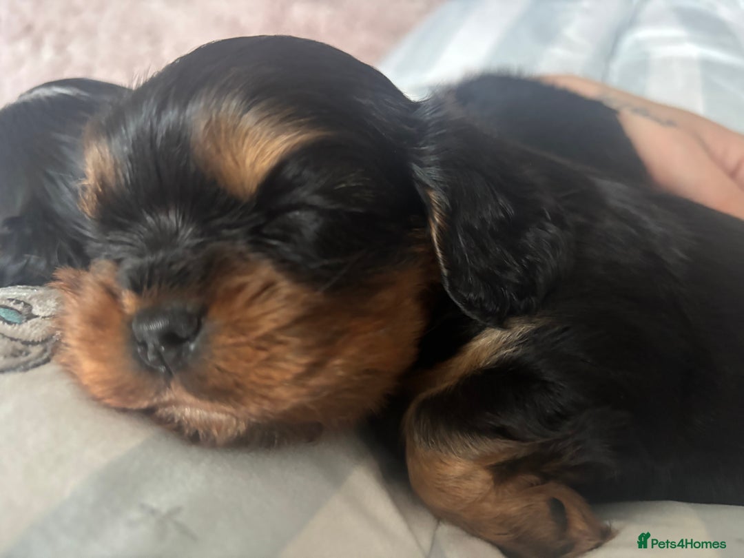 Cavalier King Charles Spaniel dogs for sale: Two beautiful kc boys  - Advert 2