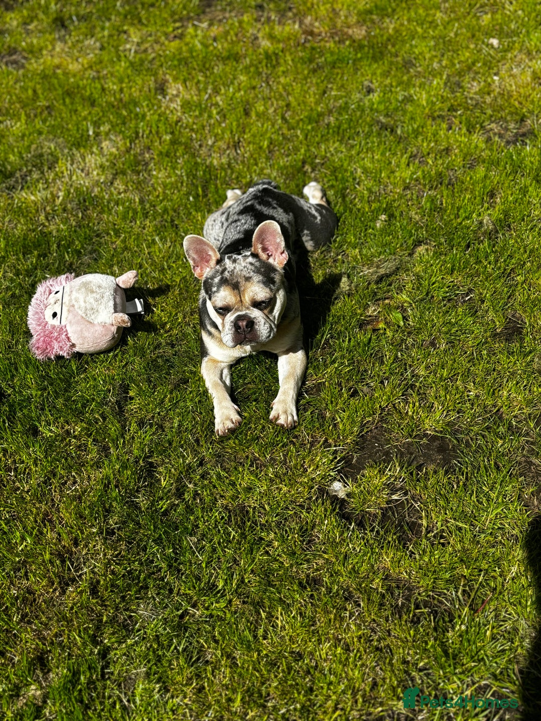 French Bulldog dogs for sale: Hugo French bull dog  - Image 5