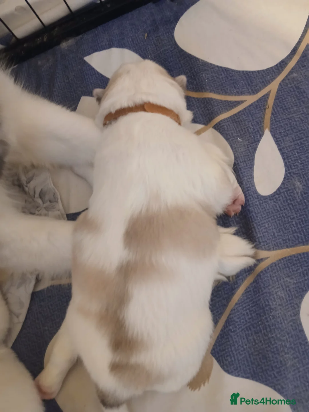 Siberian Husky dogs for sale: 1 SIB HUSKY GIRL LEFT CAN LEAVE 12/02/26 - Advert 29