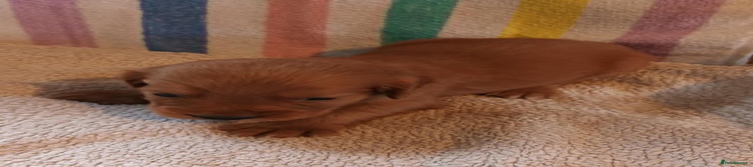 Cocker Spaniel Puppy 3