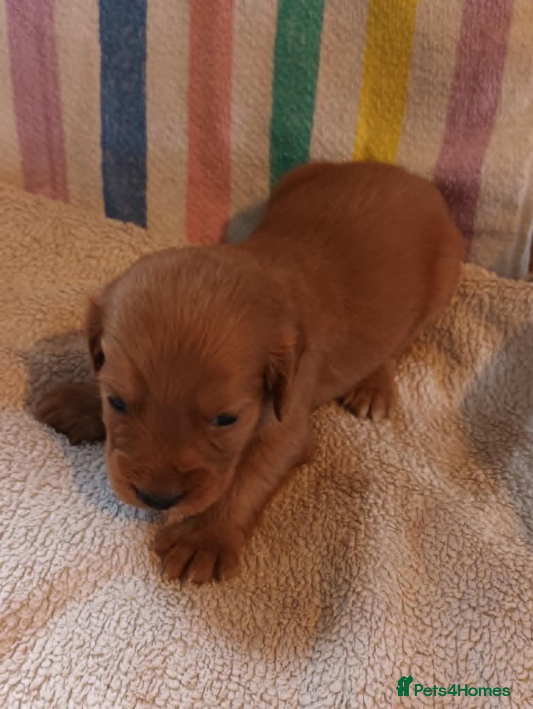 Cocker Spaniel dogs for sale: GOLD COCKER SPANIEL BOYS. - Image 7