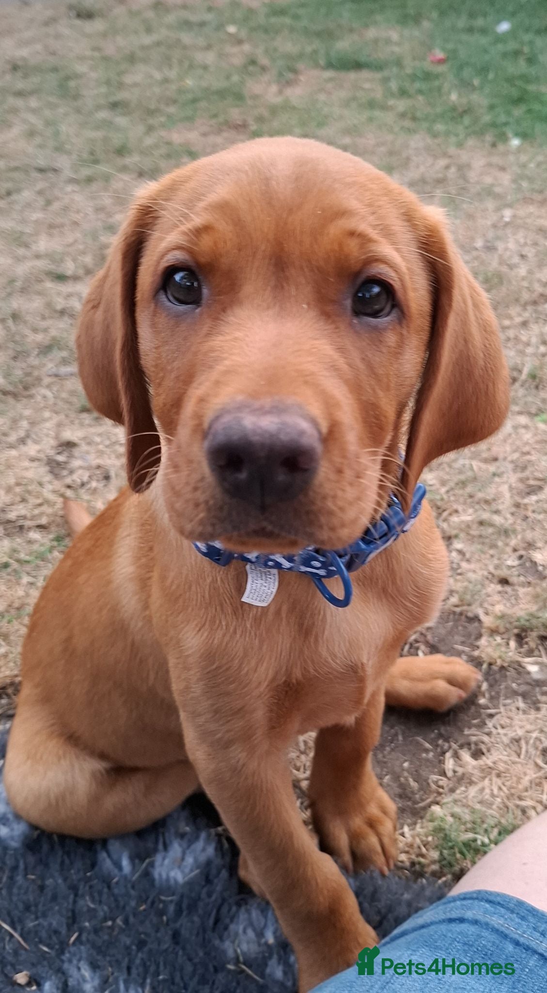 Labrador Retriever dogs Fox red male lab pup ready for collection - Advert 14