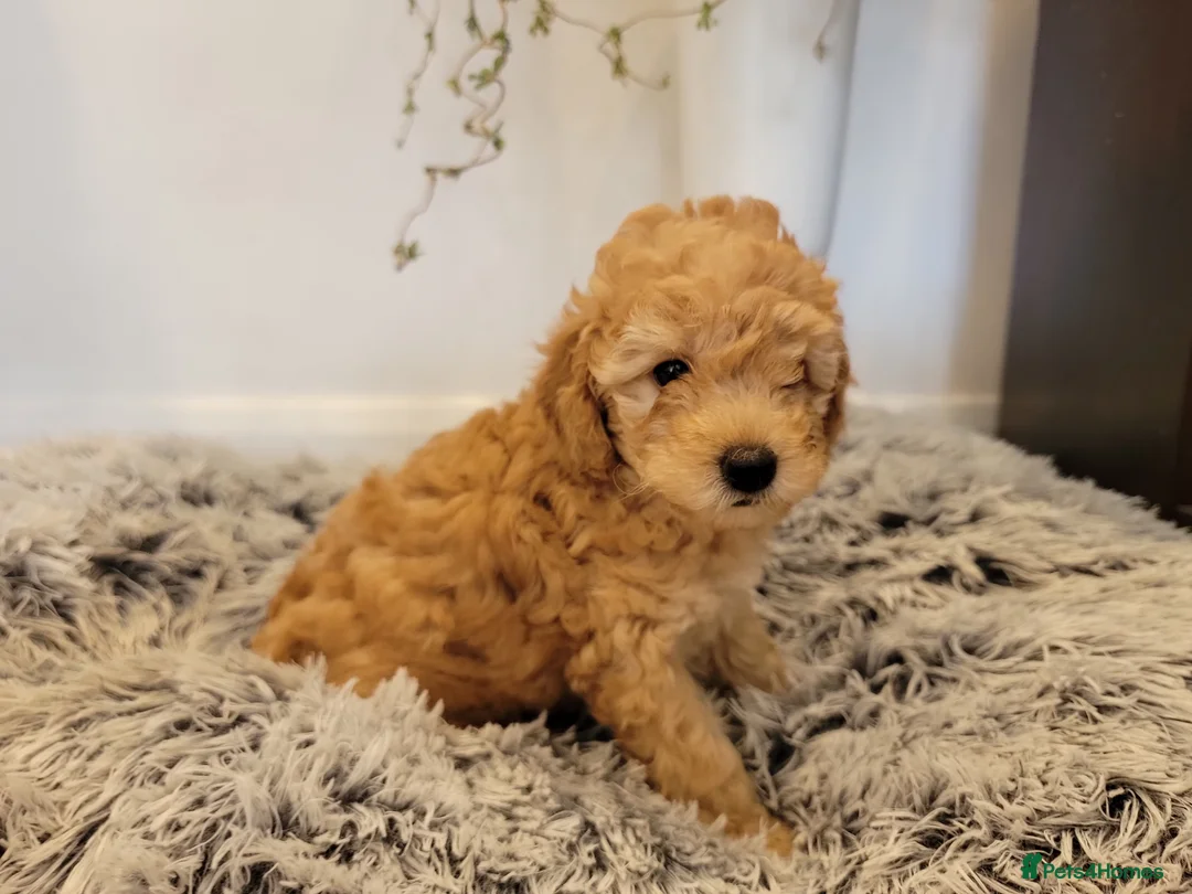 Maltipoo dogs for sale: F1b Maltipoo.   Ready to leave now  - Advert 23