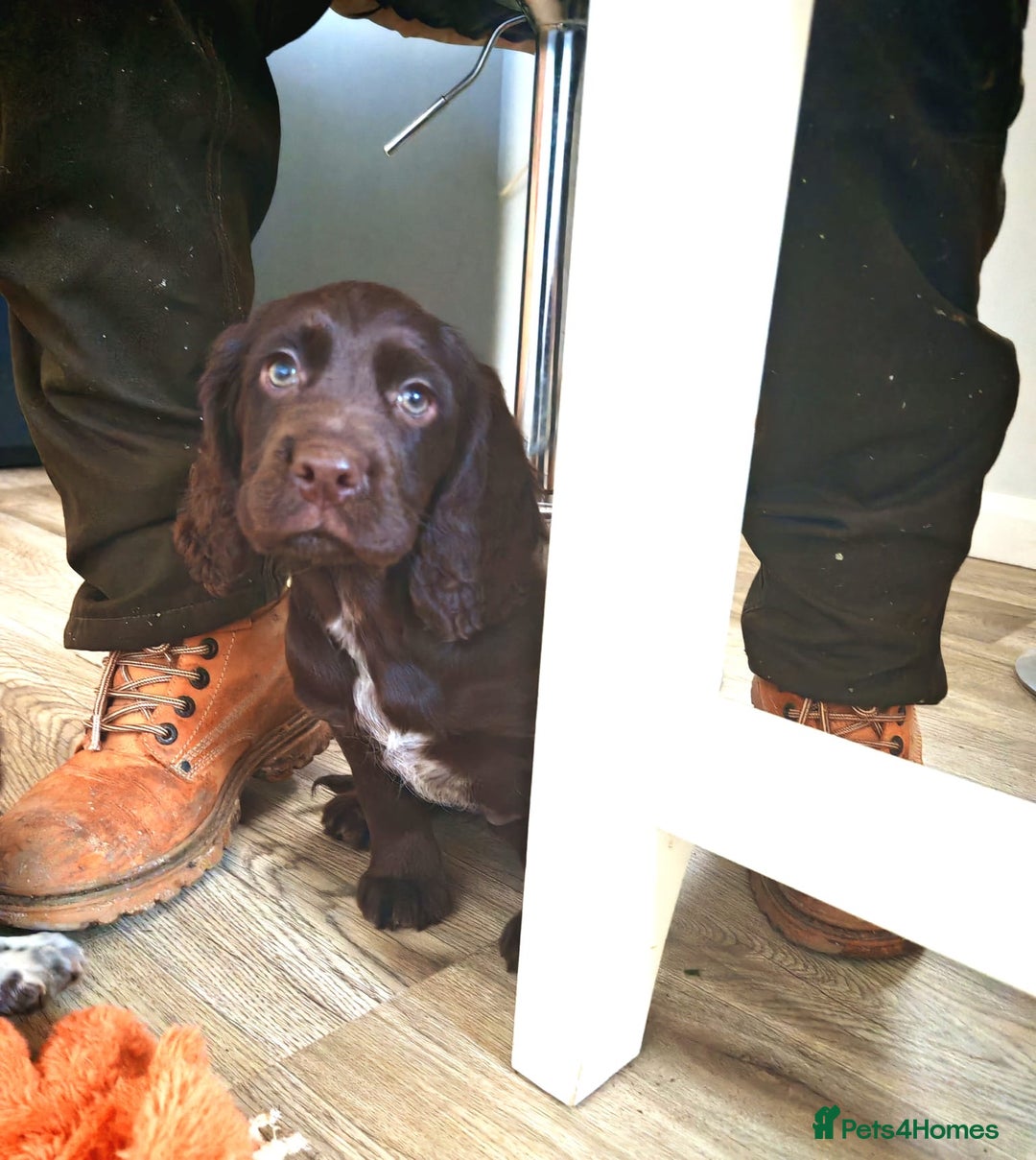 Cocker Spaniel dogs for sale: Cocker spaniel pups - Advert 5