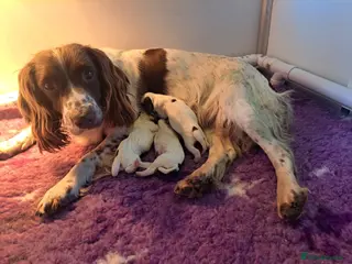 English Springer Spaniel dogs Stunning male Ess puppy - Advert 5