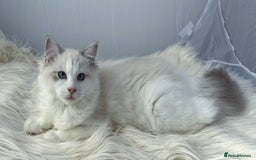 Ragdoll cats for sale: Playful Pedigree Ragdoll Kittens Available - Image 9
