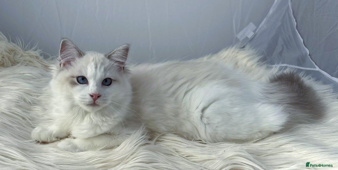 Ragdoll cats for sale: Playful Pedigree Ragdoll Kittens Available - Image 9