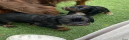 Cocker Spaniel dogs for sale: Beautiful working cocker spaniel puppies - Advert 8