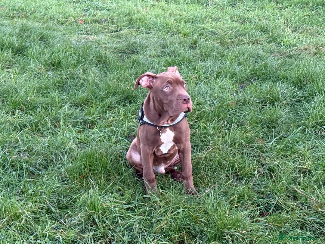 Mixed Breed dogs for sale: Kruz the adventures puppy - Advert 3