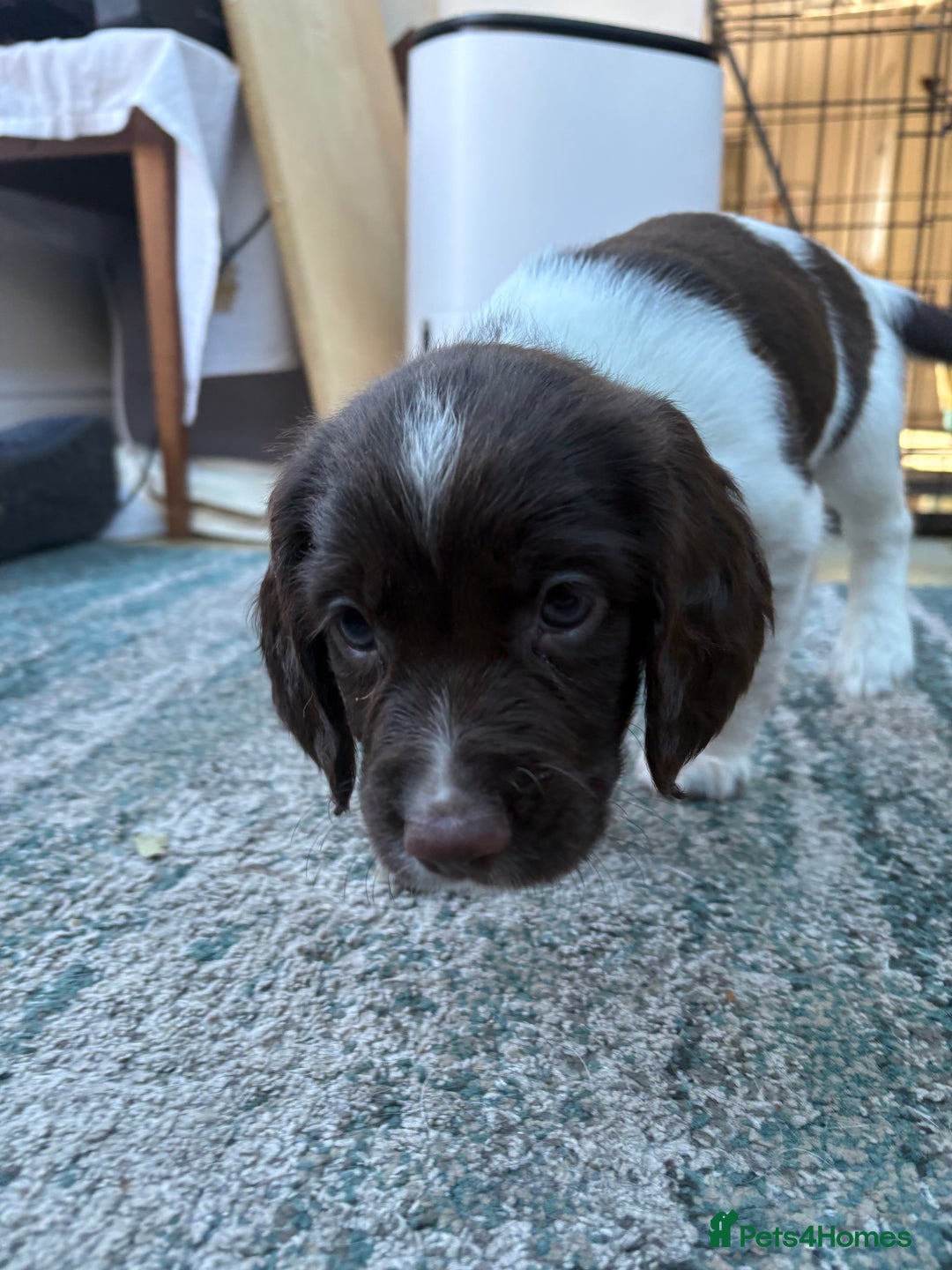 English Springer Spaniel dogs for sale: Springer Spaniel Puppies - mixed colours  - Advert 10