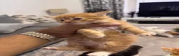 Mixed Breed cats for sale: Extreme fluffy chubby kittens  in London - Advert 6