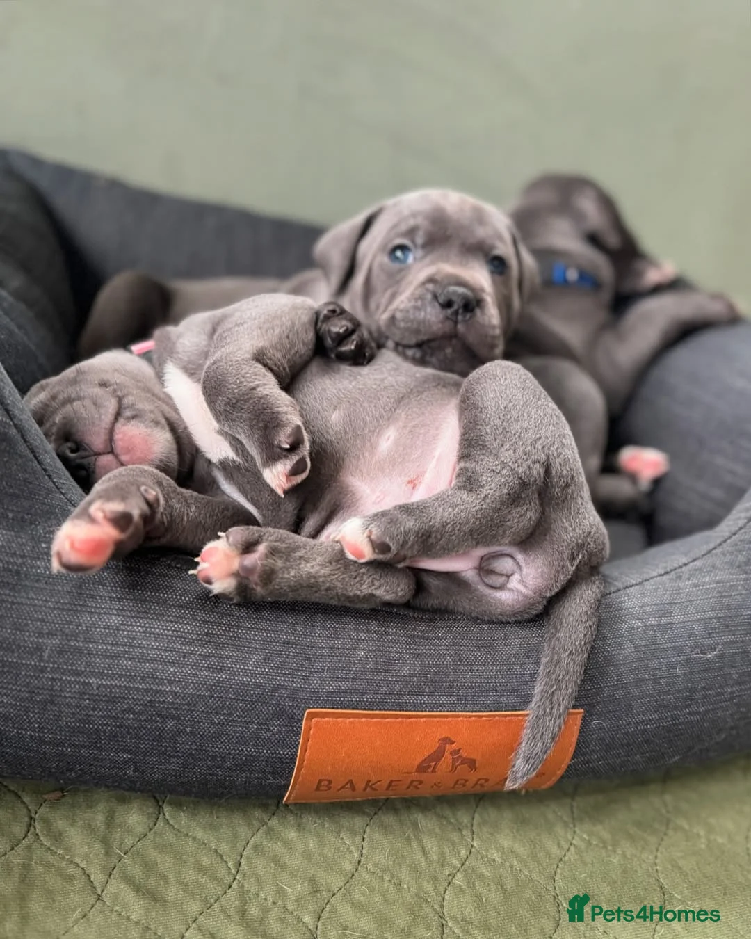 Staffordshire Bull Terrier dogs for sale: 💙 Staffordshire Bull Terrier Puppies  🐶 in Glasgow - Advert 17