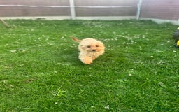 Cavapoo dogs for sale: 2 LEFT *due to time wasters*🐶 in Leicester - Image 5