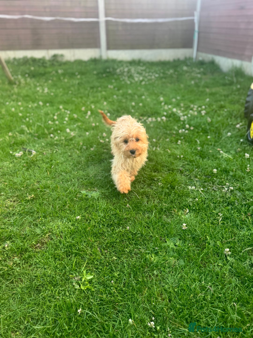 Cavapoo dogs for sale: 2 LEFT *due to time wasters*🐶 in Leicester - Image 5