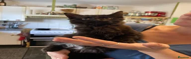Fluffy long haired