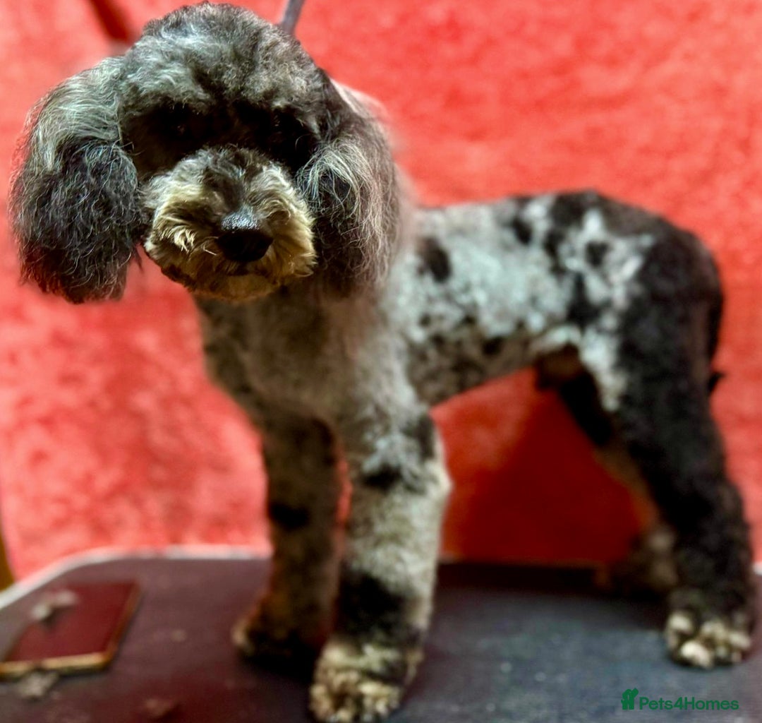 Poodle dogs for adoption: Spots: The Poodle Who Was Left to Die - Image 2