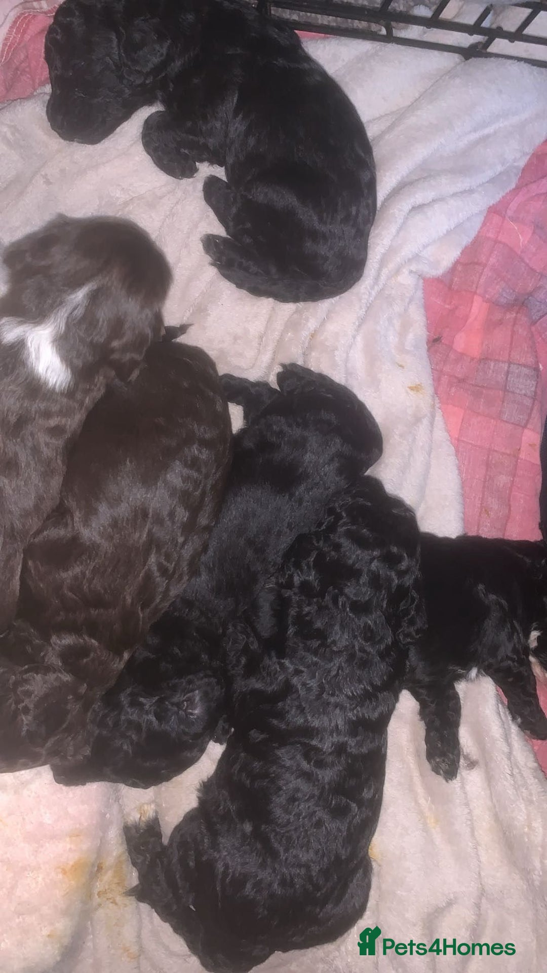Cockapoo dogs for sale: Cockapoo puppies ❤️❤️❤️ - Image 3
