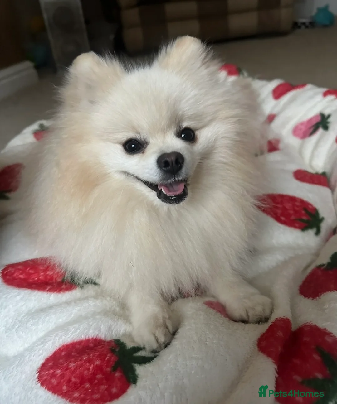 Pomeranian dogs for stud: ✨ Premium Pomeranian Stud Available – Elvis ✨ - Advert 7