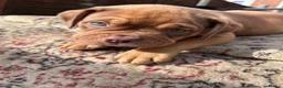 Mixed Breed dogs for sale: OLDE STAFF ENGLISH BULLDOGGE - Advert 18