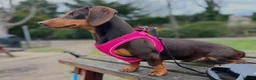 Miniature Dachshund dogs for sale: Mini dashaund  in Hartlepool - Advert 5
