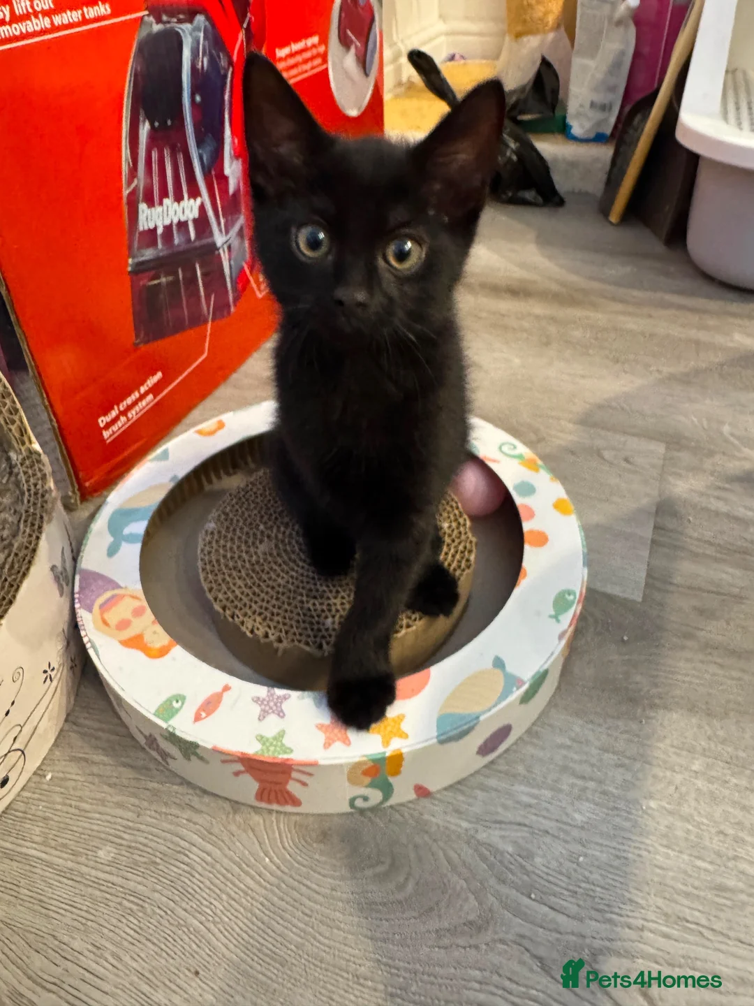 British Shorthair cats for sale: Beautiful Rusty Tabby kittens - Advert 2